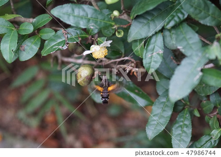 Hoshi Hoshi Joka和茶花 Hoshi Hoshi Joka和茶花 47986744