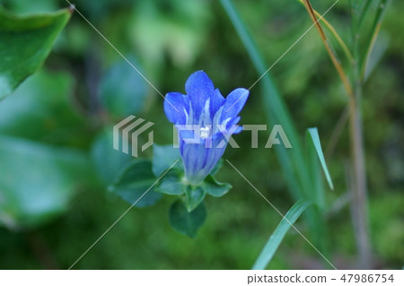 Asama Ryuugi Asamana Lindau The language of flowers is "love of truth" Asama Ryuugi Asamana Lindau The language of flowers is "love of truth" 47986754
