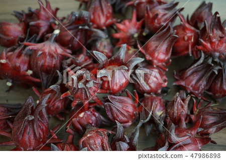 芙蓉,Rosella(芙蓉的花萼,玫瑰的花萼)的萼片 芙蓉,Rosella(芙蓉的花萼,玫瑰的花萼)的萼片 47986898