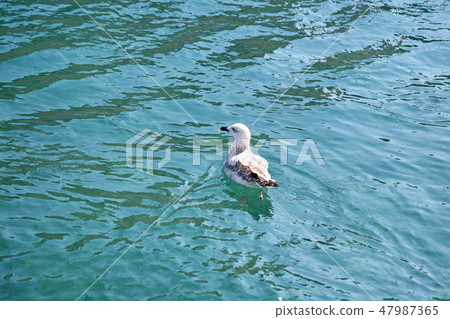 Seagulls of island Losinj,Adriatic,Croatia,1 47987365