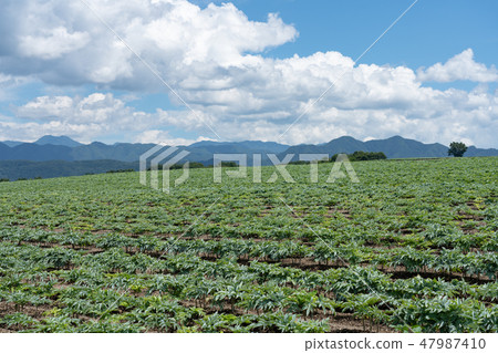 Showa village of Gunma prefecture Konnyaku field (August) Showa village of Gunma prefecture Konnyaku field (August) 47987410