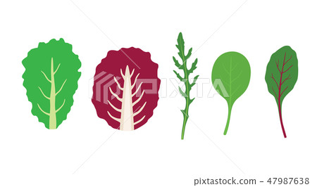 Set of salad greens vector. Mix of salad leaves. Arugula, chard, spinach Set of salad greens vector. Mix of salad leaves. Arugula, chard, spinach 47987638