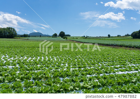 群馬縣的昭和村高地生菜(8月) 群馬縣的昭和村高地生菜(8月) 47987882