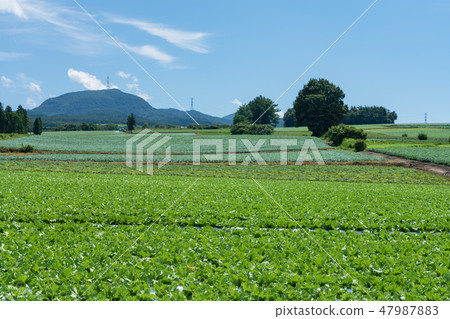 Showa-mura highland lettuce in Gunma prefecture (August) Showa-mura highland lettuce in Gunma prefecture (August) 47987883