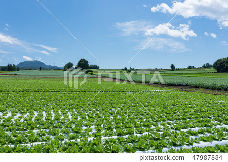 Showa-mura highland lettuce in Gunma prefecture (August) 47987884