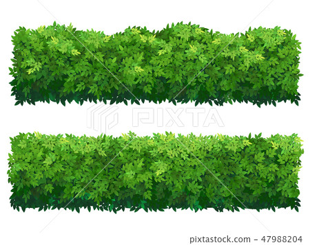 Green fence from boxwood shrubs. Ornamental plant. Green fence from boxwood shrubs. Ornamental plant. 47988204