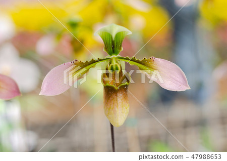 close up of beautiful paphiopedilum orchid close up of beautiful paphiopedilum orchid 47988653