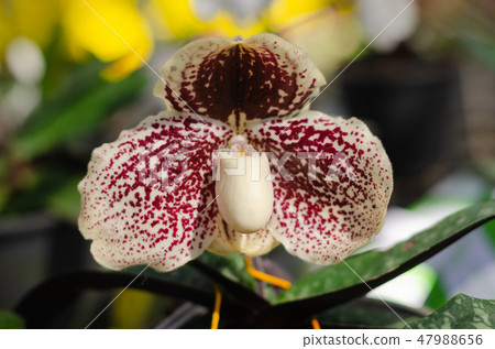 close up of beautiful paphiopedilum leucochilum close up of beautiful paphiopedilum leucochilum 47988656