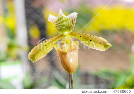 close up of beautiful paphiopedilum orchid close up of beautiful paphiopedilum orchid 47988660