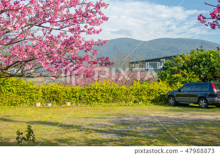 taiwan,Yangmingshan,flower,pink,spring 47988873