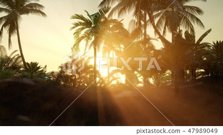 Silhouette coconut palm trees at sunset 47989049