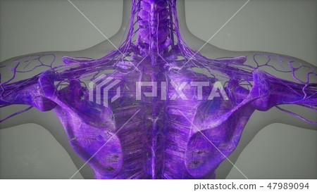 Complete close-up view of the Skeletal System Complete close-up view of the Skeletal System 47989094
