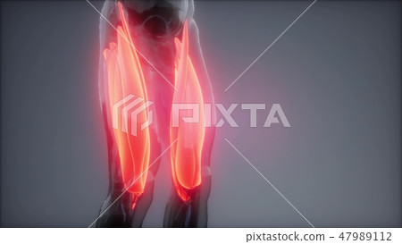 Thigh Muscles Visible Muscle Anatomy Map Stock Illustration 47989112 Pixta This quiz focuses on the strong arms often feature massive biceps, but it's actually the triceps that are the largest arm muscles. pixta
