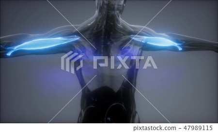 biceps - Visible muscle anatomy map - Stock Illustration [47989115] - PIXTA