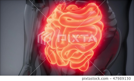 Human Small Intestine Radiology Exam Human Small Intestine Radiology Exam 47989130