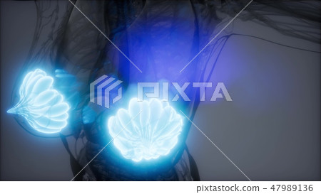 medically accurate illustration of an mammary  47989136