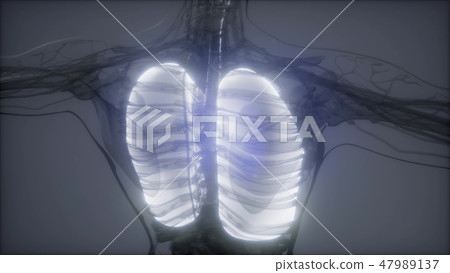 Human Lungs Radiology Exam 47989137