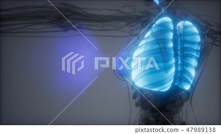 Human Lungs Radiology Exam Human Lungs Radiology Exam 47989138