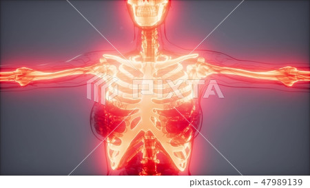 Transparent Human Body with Visible Bones 47989139