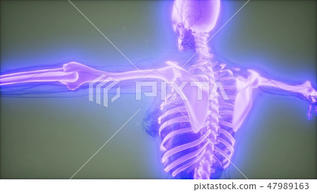 Transparent Human Body with Visible Bones Transparent Human Body with Visible Bones 47989163
