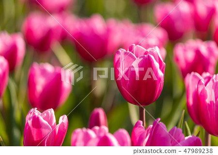 taiwan,spring,tulip,flower,pink,garden taiwan,spring,tulip,flower,pink,garden 47989238