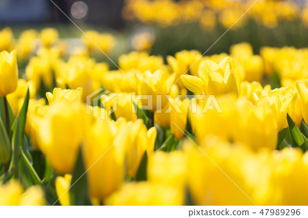 taiwan,spring,tulip,flower,yellow,garden,color taiwan,spring,tulip,flower,yellow,garden,color 47989296