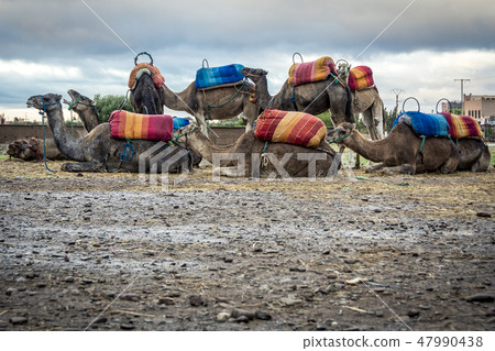 Group of camel resting near Marrakesh in Morocco Group of camel resting near Marrakesh in Morocco 47990438