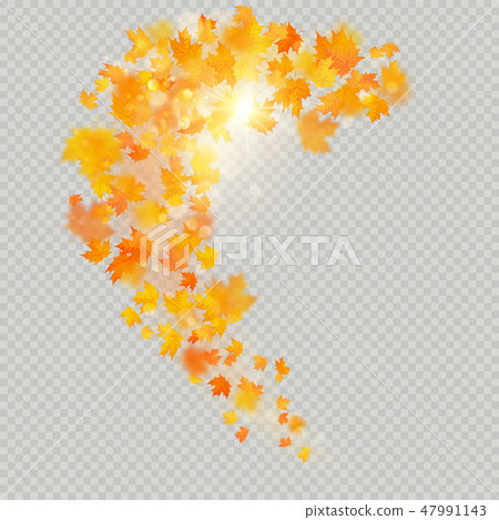 Fall maple leaves with delicate sun for decoration. Autumn leaves border template. Design element Fall maple leaves with delicate sun for decoration. Autumn leaves border template. Design element 47991143