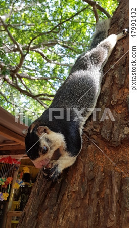 A huge squirrel sits on a tree A huge squirrel sits on a tree 47991432