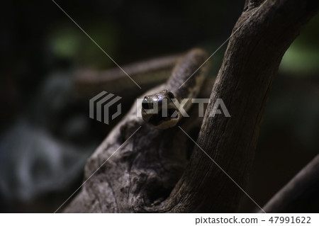 Ready To Bite Boomslang Tree Snake 47991622