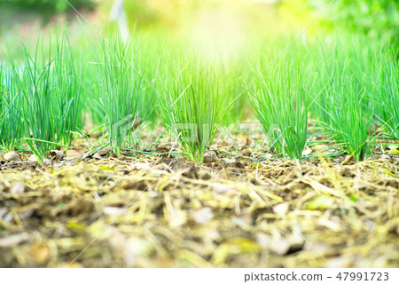 Closeup row of scallions grow in the organic farm  Closeup row of scallions grow in the organic farm  47991723
