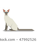 Balinese Cat breed on the white background 47992526