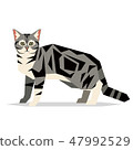 American Shorthair Cat Breed on white background 47992529