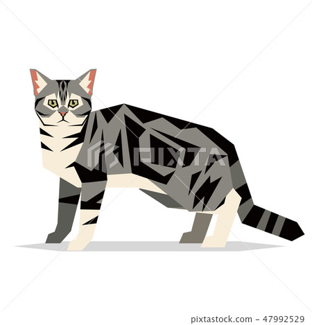 American Shorthair Cat Breed on white background American Shorthair Cat Breed on white background 47992529