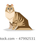 American Curl Cat Breed on white background 47992531