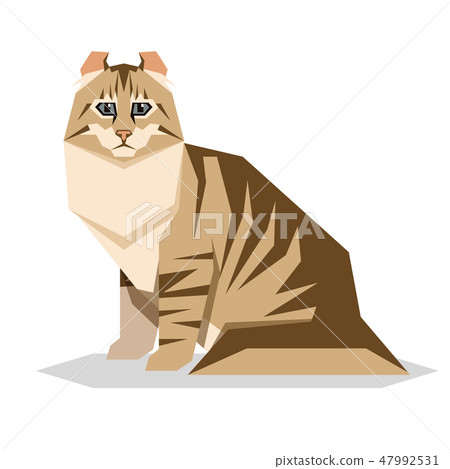 American Curl Cat Breed on white background 47992531