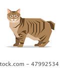 American Bobtail Cat Breed on white background 47992534