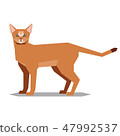Polygonal abissinian cat on the white background 47992537