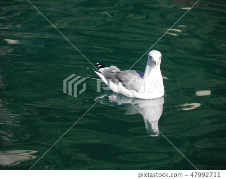 Seagulls of island Losinj,Adriatic,Croatia,3 47992711