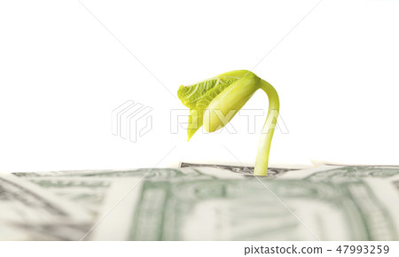 dollar bills dollar bills 47993259