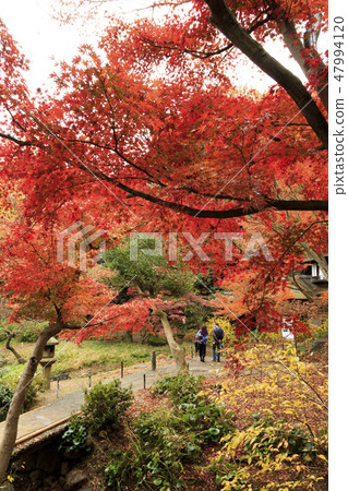 Sankeien Garden 47994120
