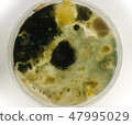 Petri dish with black and yellow fungi 47995029
