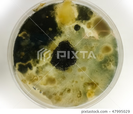 Petri dish with black and yellow fungi 47995029