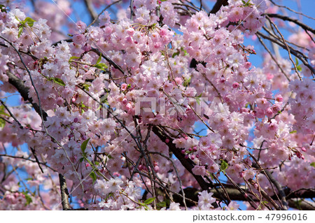Fudo cherry blossoming cherry blossoms that blossomed in the blue sky Fudo cherry blossoming cherry blossoms that blossomed in the blue sky 47996016