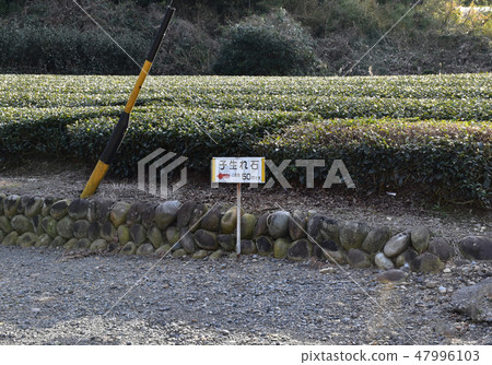 Child born stone Seogwipo Seven Wonders 47996103