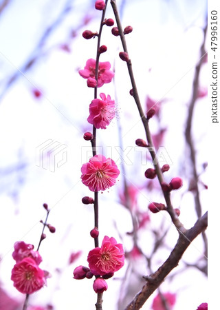 Plum blossom  47996160