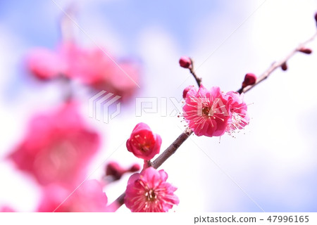 Plum blossom  Plum blossom  47996165