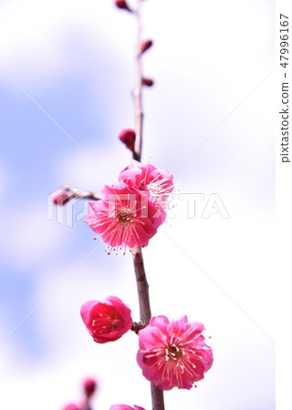 Plum blossom  Plum blossom  47996167