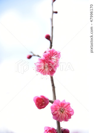 Plum blossom Plum blossom 47996170