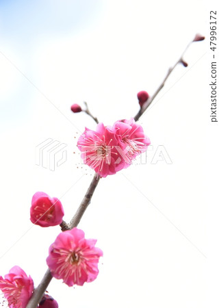 Plum blossom Plum blossom 47996172